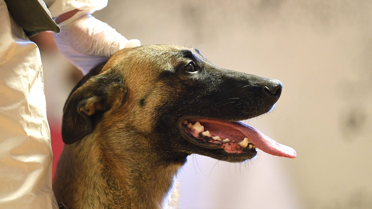 Hunde erschnüffeln Virus: Otto Koppitsch im Interview