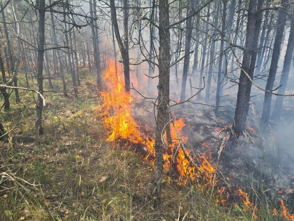 Hunderte Feuerwehrleute kämpfen gegen Waldbrand in Niederösterreich