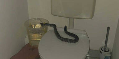 Nächster Schlangenfund: Wienerin findet Boa in Kloschüssel