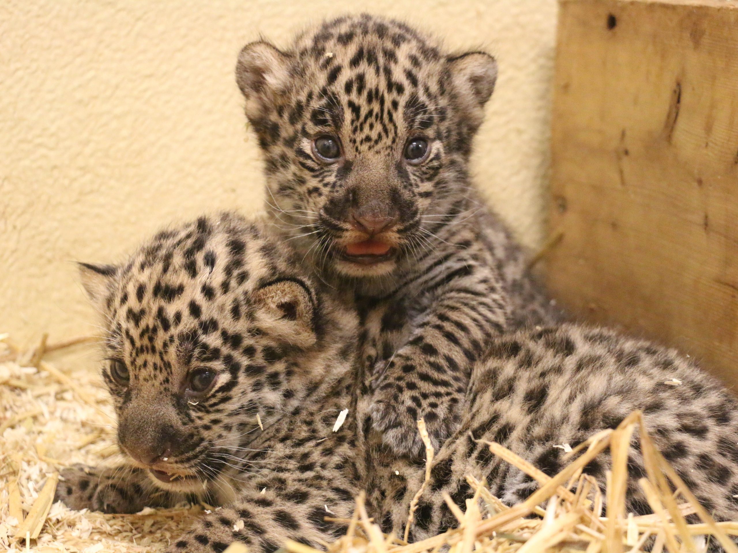 Zoo Salzburg freut sich über die Geburt von 2 Jaguarbabys