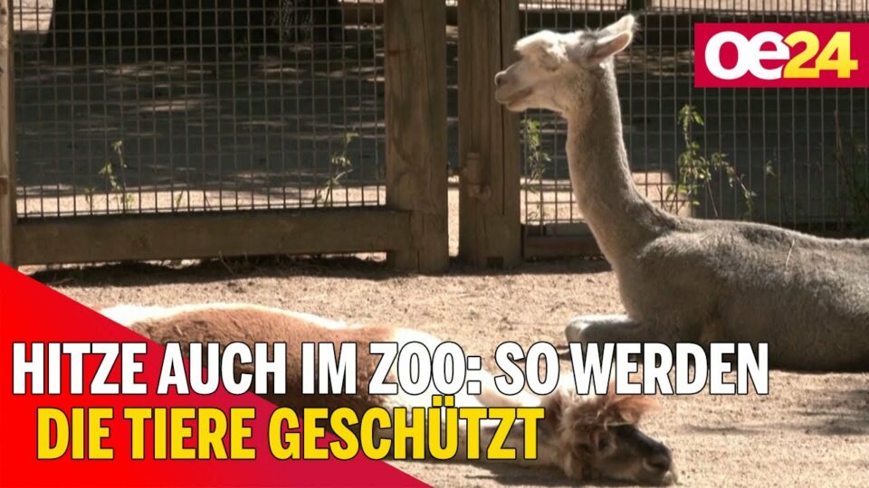Hitze auch im Zoo: So werden die Tiere geschützt