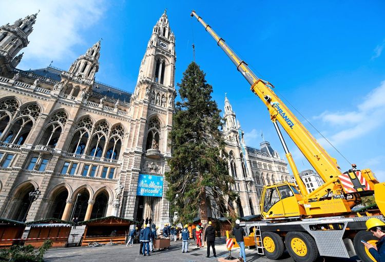 Weihnachtsbaum am Rathausplatz aufgestellt