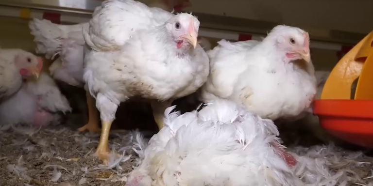 AMA-Skandal: Hühner in Schlachthof zu Tode gequält