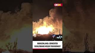 Burgenland: Erneuter Schilfbrand wegen Trockenheit 🔥🔥 #shorts